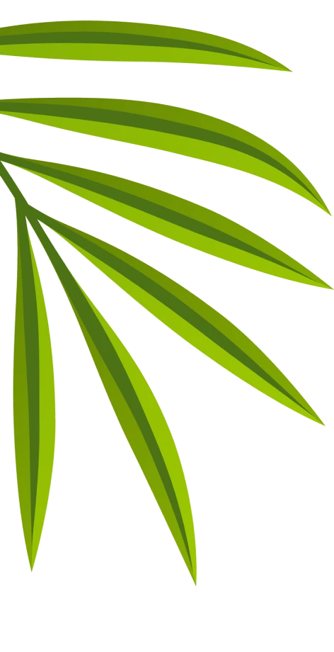 Illustration of green palm leaves on a white background.