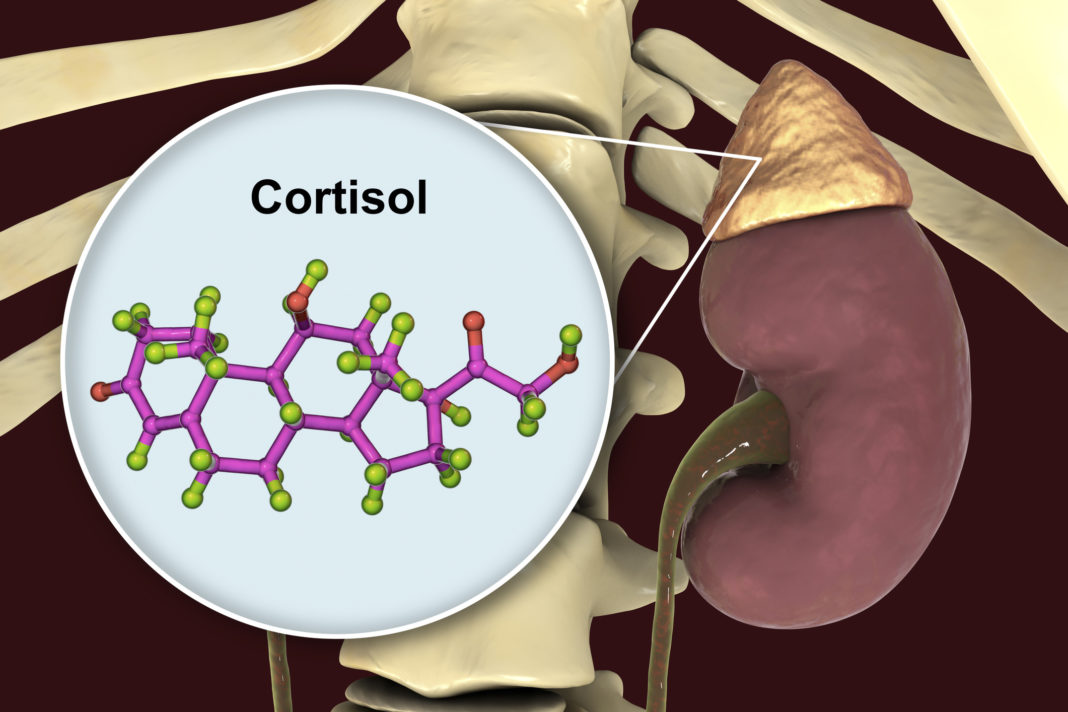 Illustration of a kidney with cortisol molecular structure highlighted.