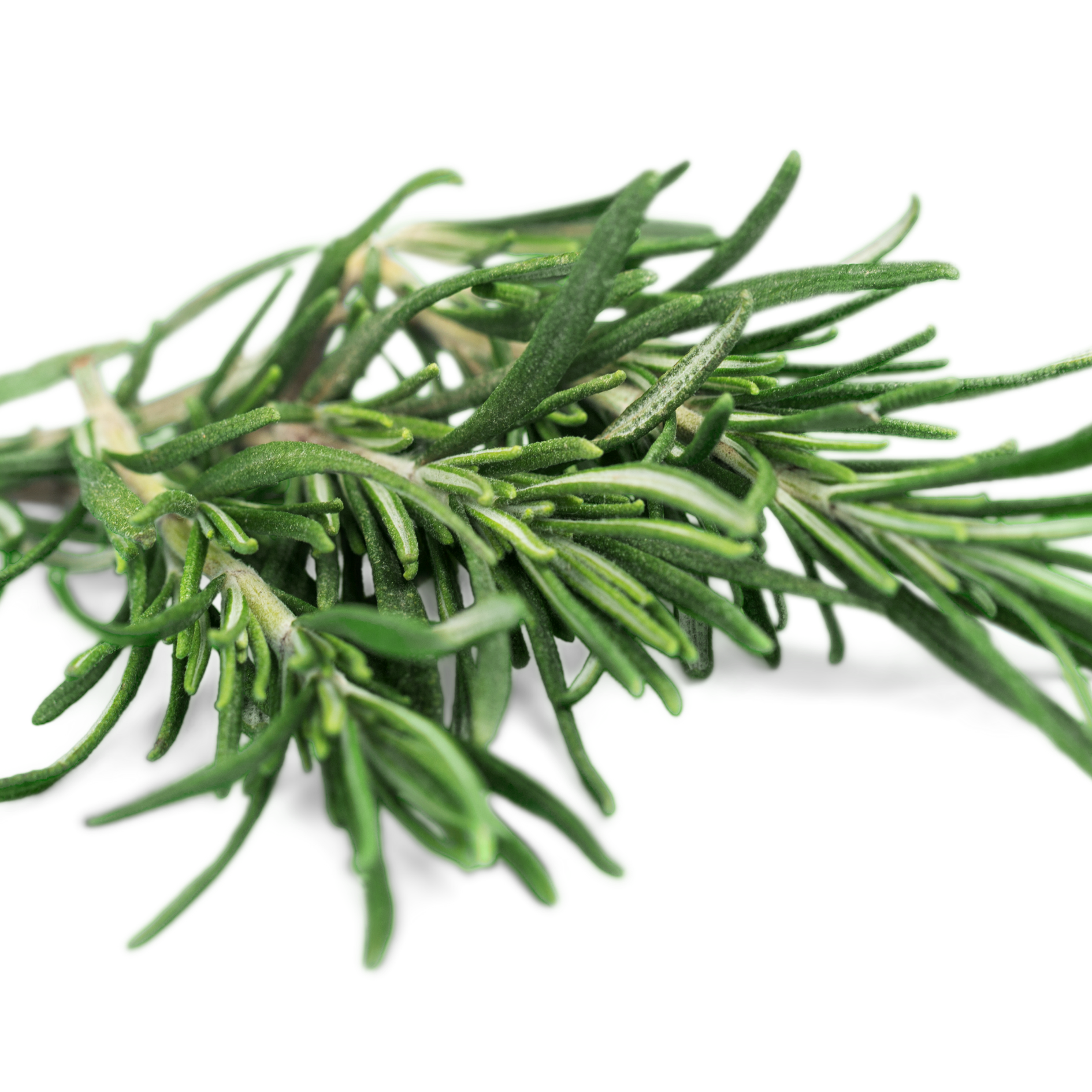 Close-up of fresh rosemary sprigs on a white background.