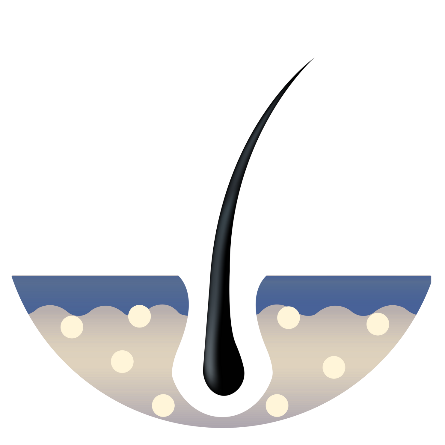 Illustration of a hair follicle with surrounding skin layers.