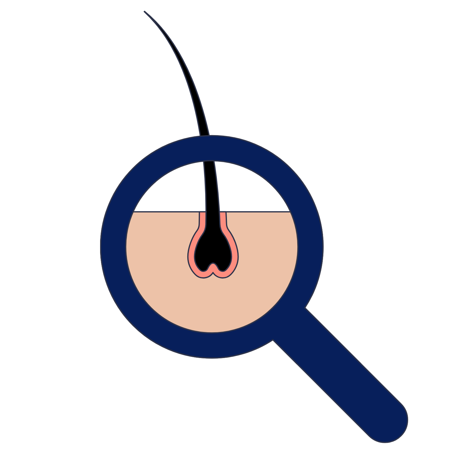 Illustration of a hair follicle under a magnifying glass.