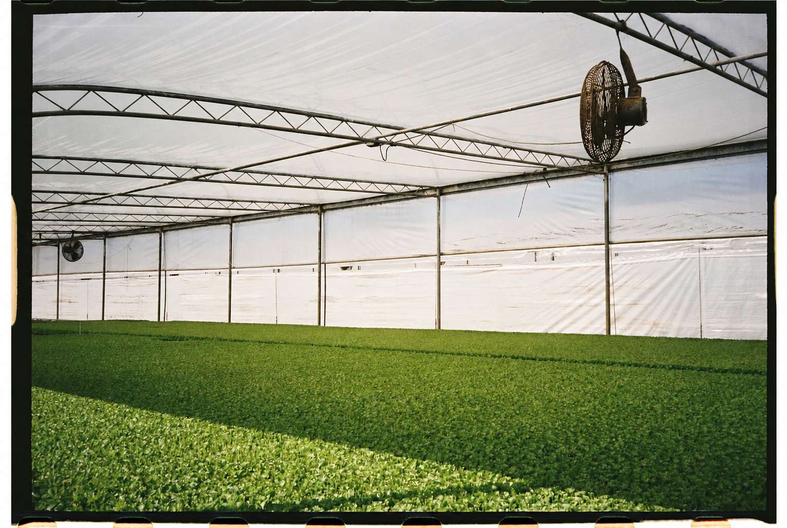 A large bed of green seedlings growing inside a long greenhouse with fans.