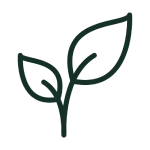 Simple line drawing of three leaves on a stem.