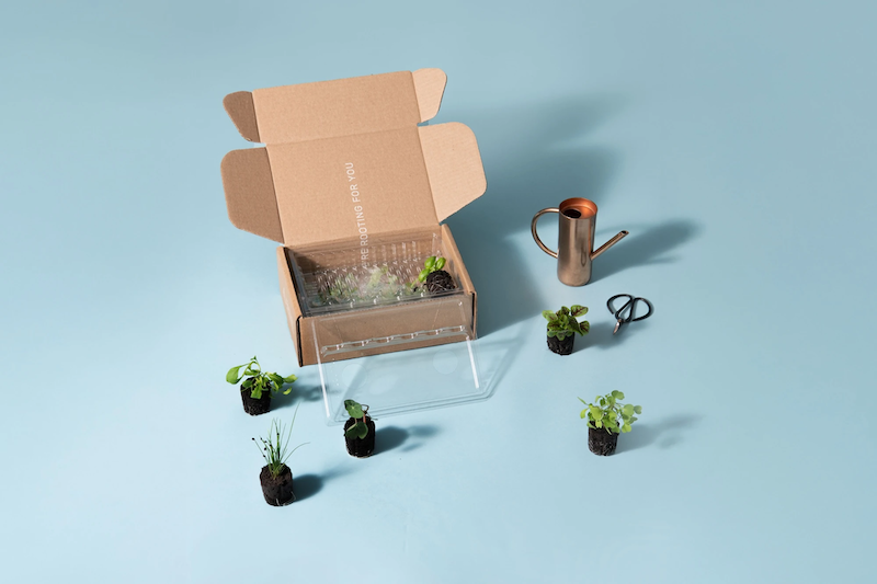 Open cardboard box with seedlings, watering can, and scissors on a blue background.