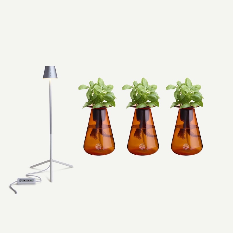 Three orange vases with green plants and a standing lamp.