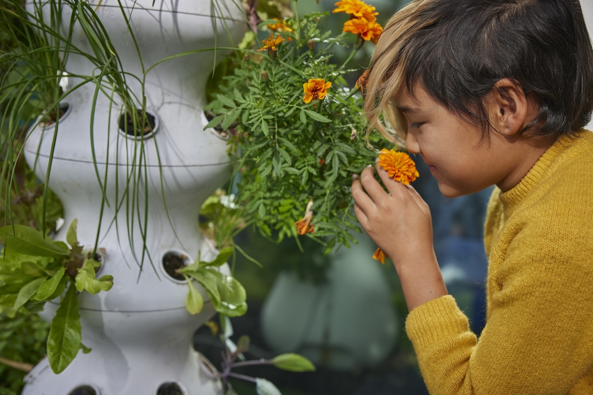 Child smelling orange flowers on a vertical garden.