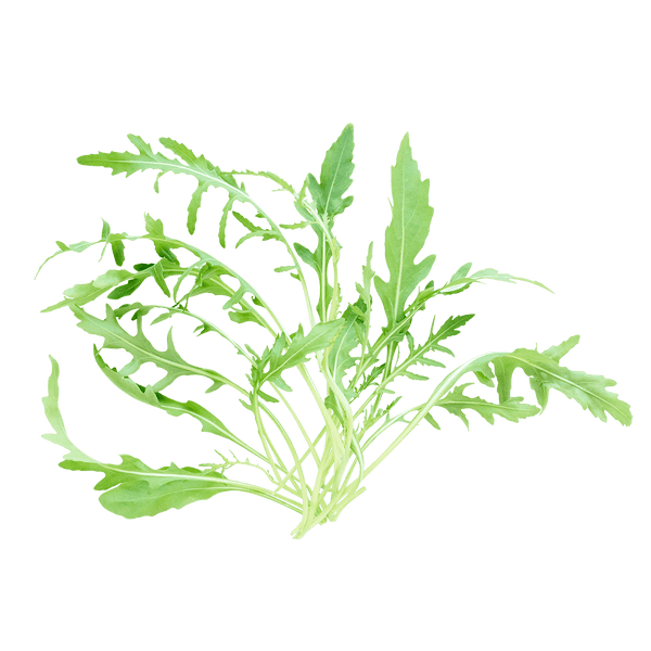 Fresh arugula leaves on a white background.
