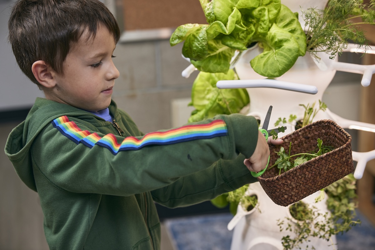 Child harvesting herbs with scissors into a basket indoors.