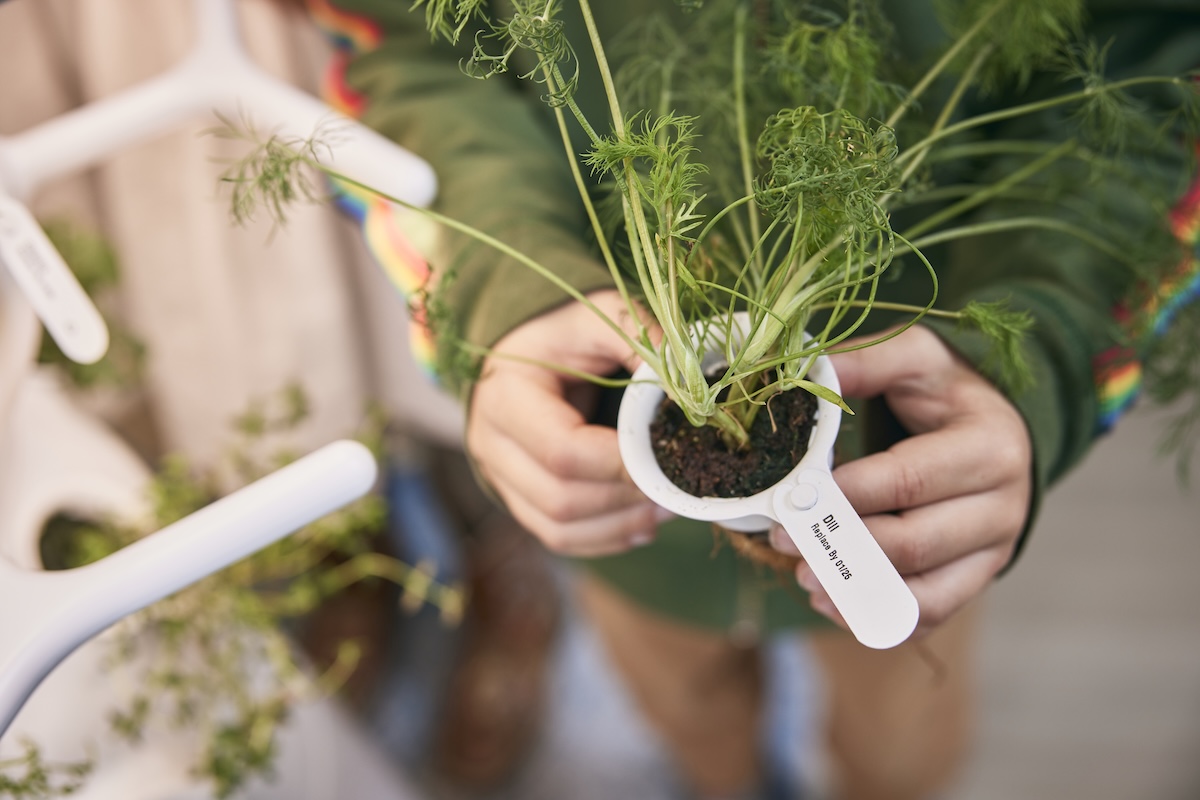 Person holding a small potted plant with green leaves.