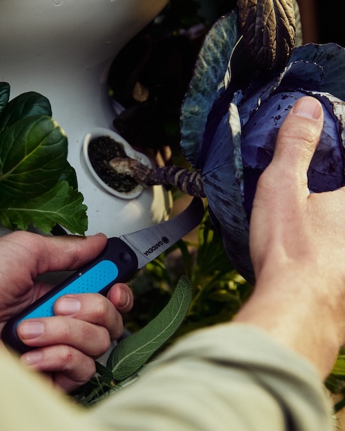 Person harvesting a purple cabbage with a knife.