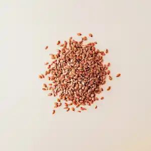 A pile of small brown seeds on a plain background.