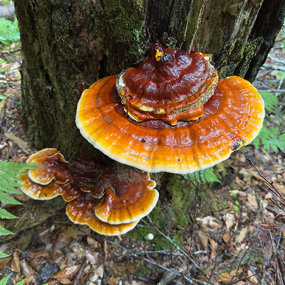 Large orange mushrooms growing on a tree trunk in a forest.