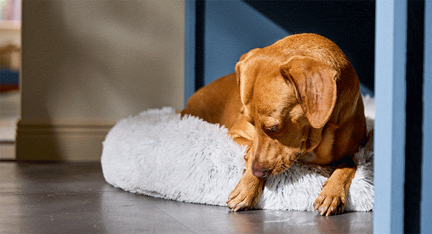 Brown dog resting on a fluffy white bed under a blue table.