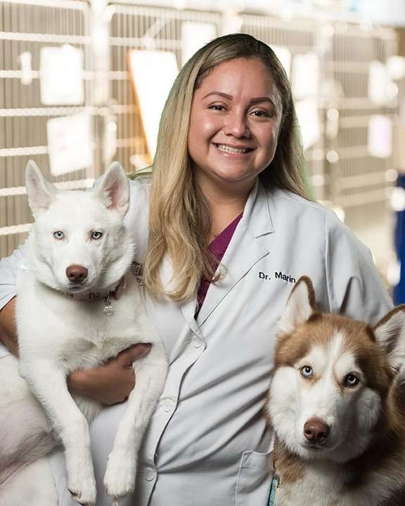 Smiling person in a lab coat holding two huskies in an animal clinic.