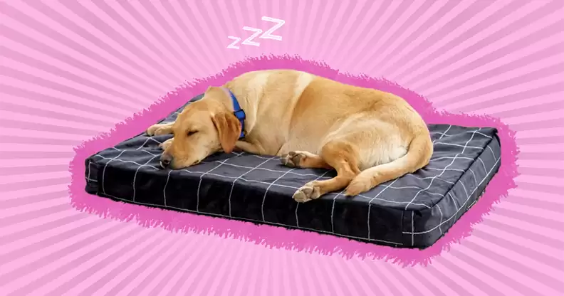 A dog sleeping on a black checkered bed with a pink background.