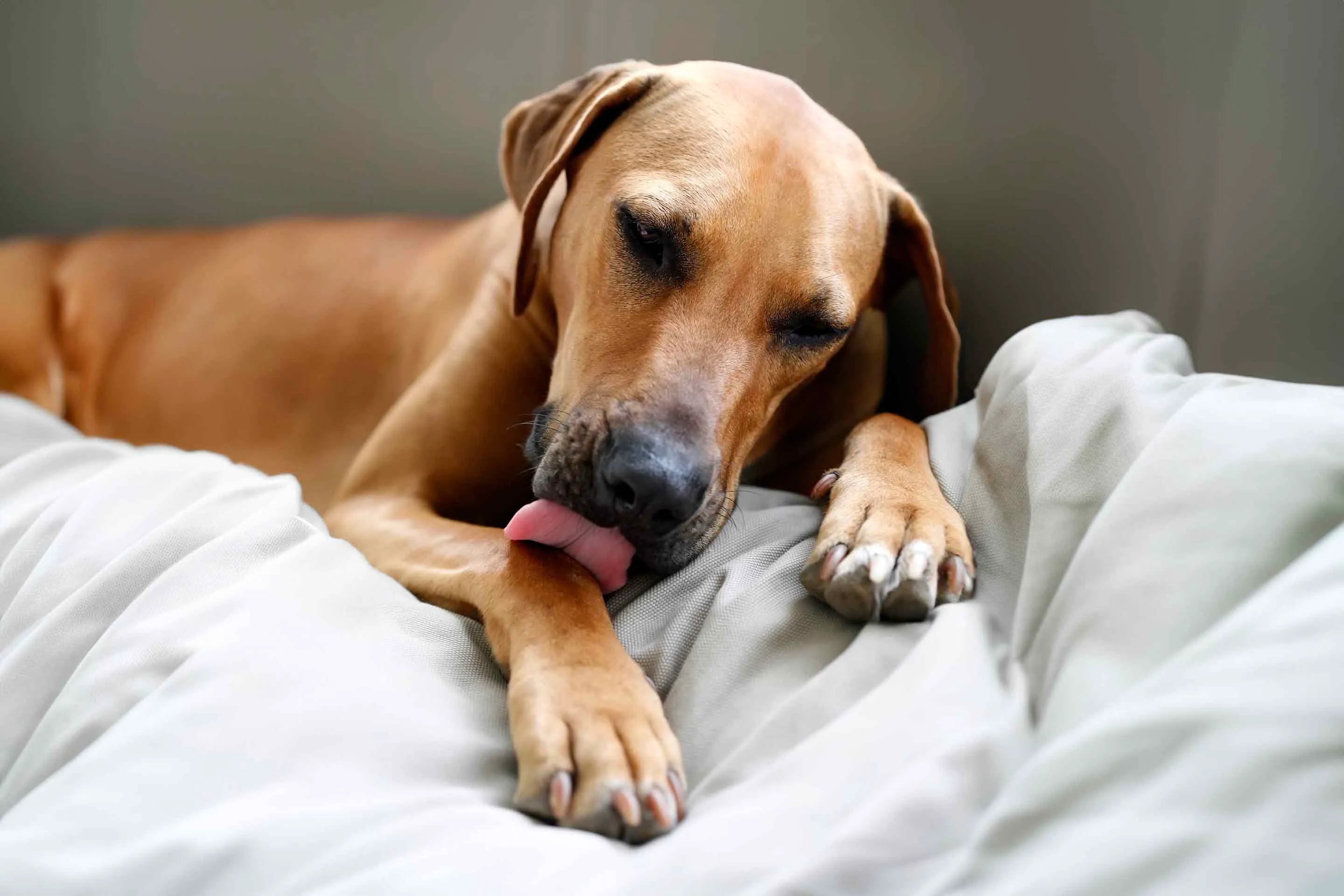 Brown dog resting on a fluffy white bed under a blue table.