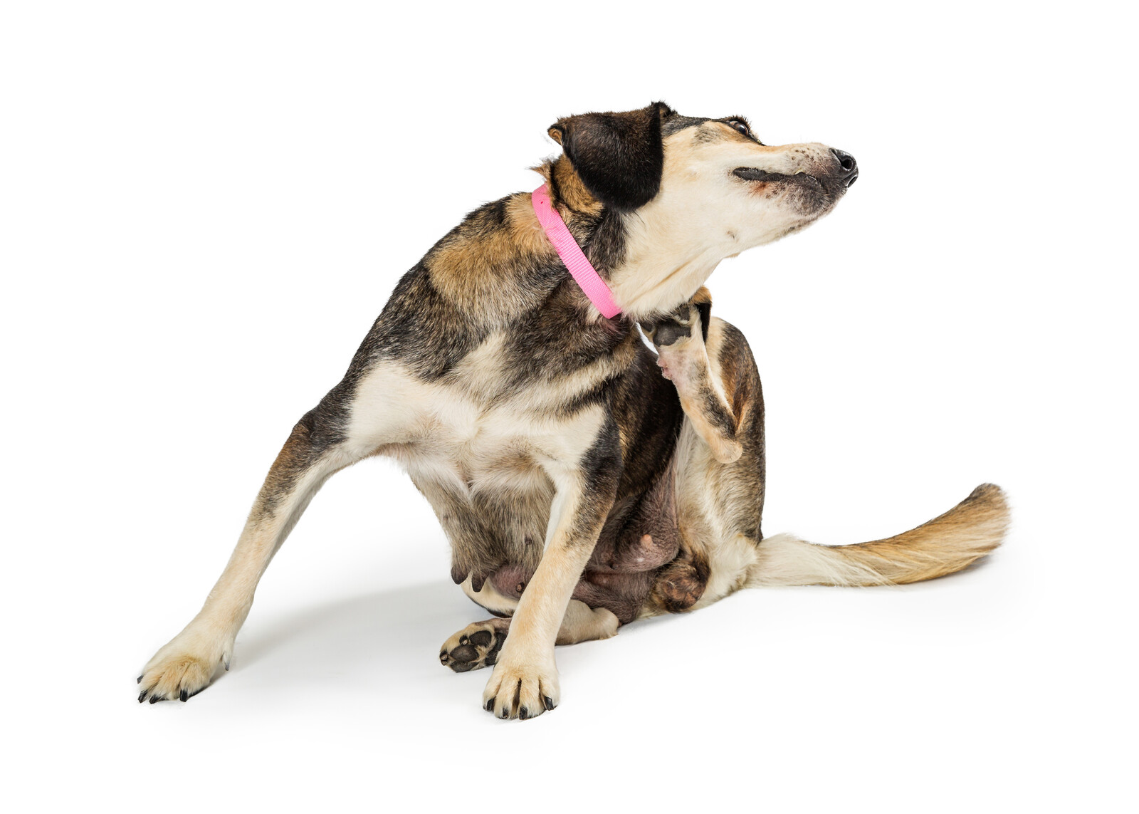 Dog with a pink collar scratching its neck on a white background.