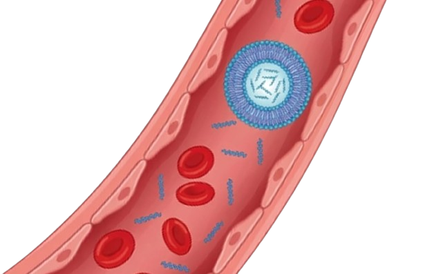 Illustration of a blood vessel with red blood cells and a blue cell structure.
