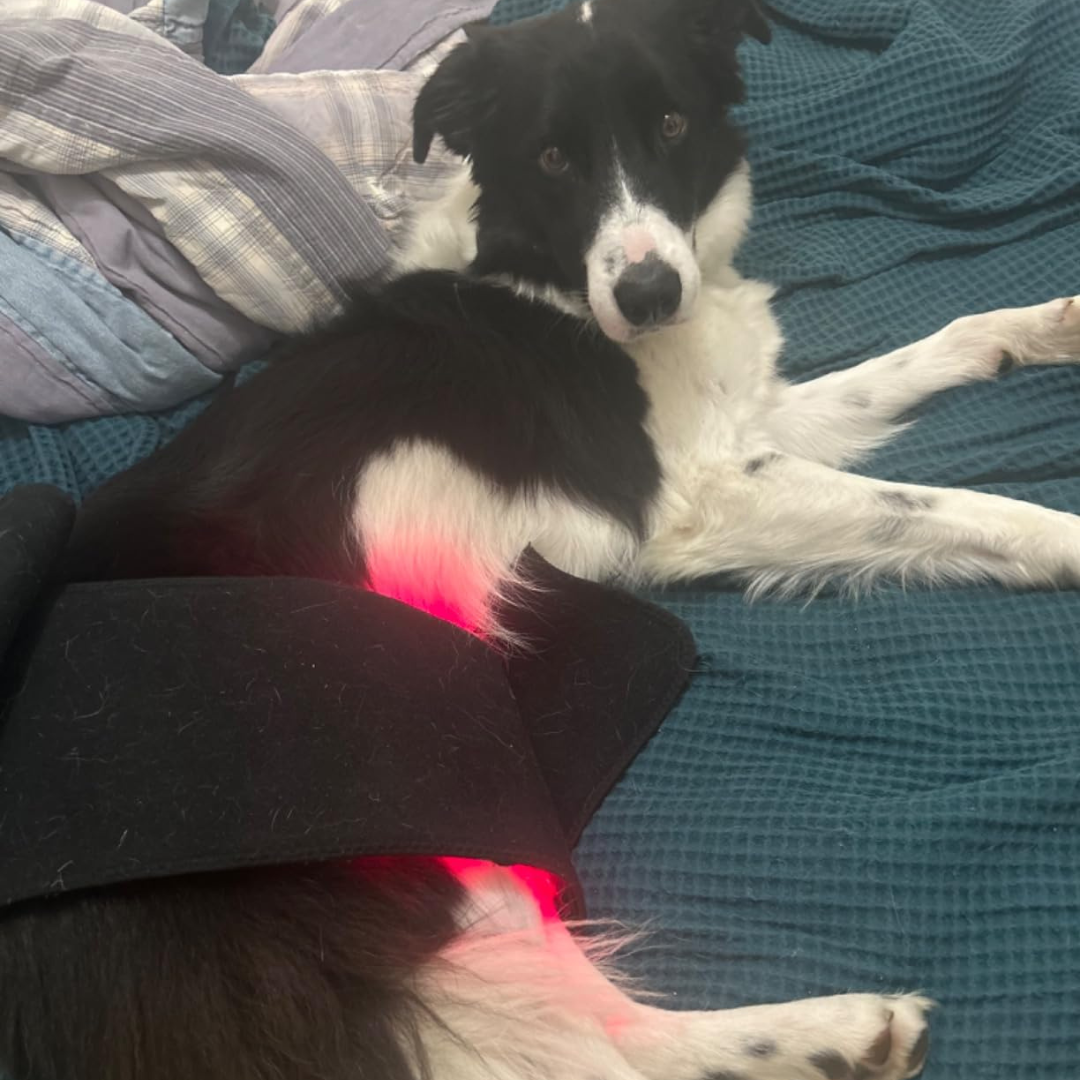 A black and white dog lying on a bed with a glowing red light therapy wrap on its hindquarters.