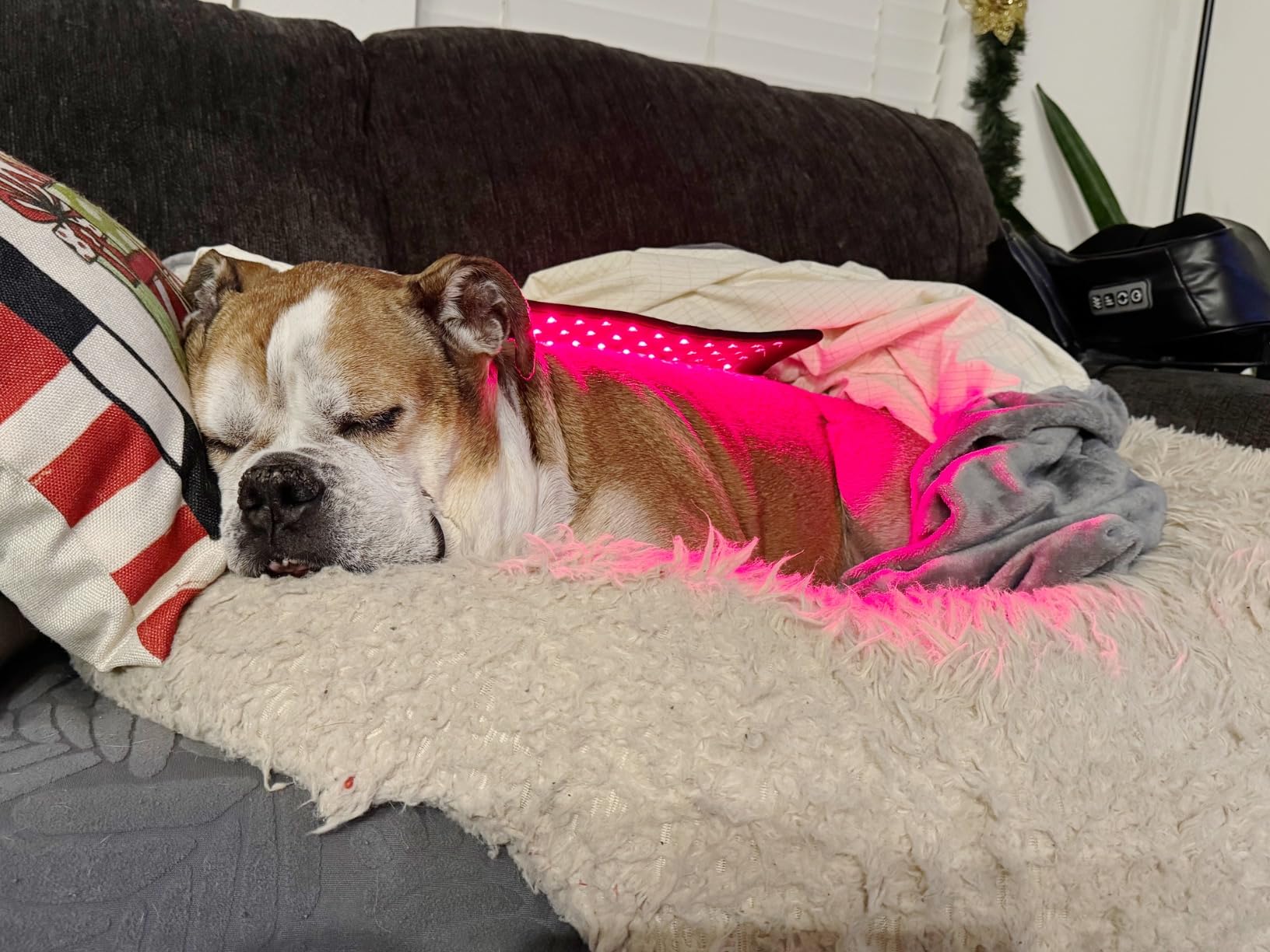 Two dogs waiting for food in a kitchen.