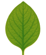 A close-up, digital illustration of a single green leaf showing its veins against a black background.