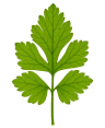 A single, lobed green leaf with toothed edges against a black background.