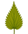A single green leaf with serrated edges and a stem against a black background.