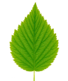 A single, vibrant green leaf with serrated edges against a black background.