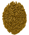 A circular pile of brown, unprocessed grains, likely rice or barley, on a transparent background.