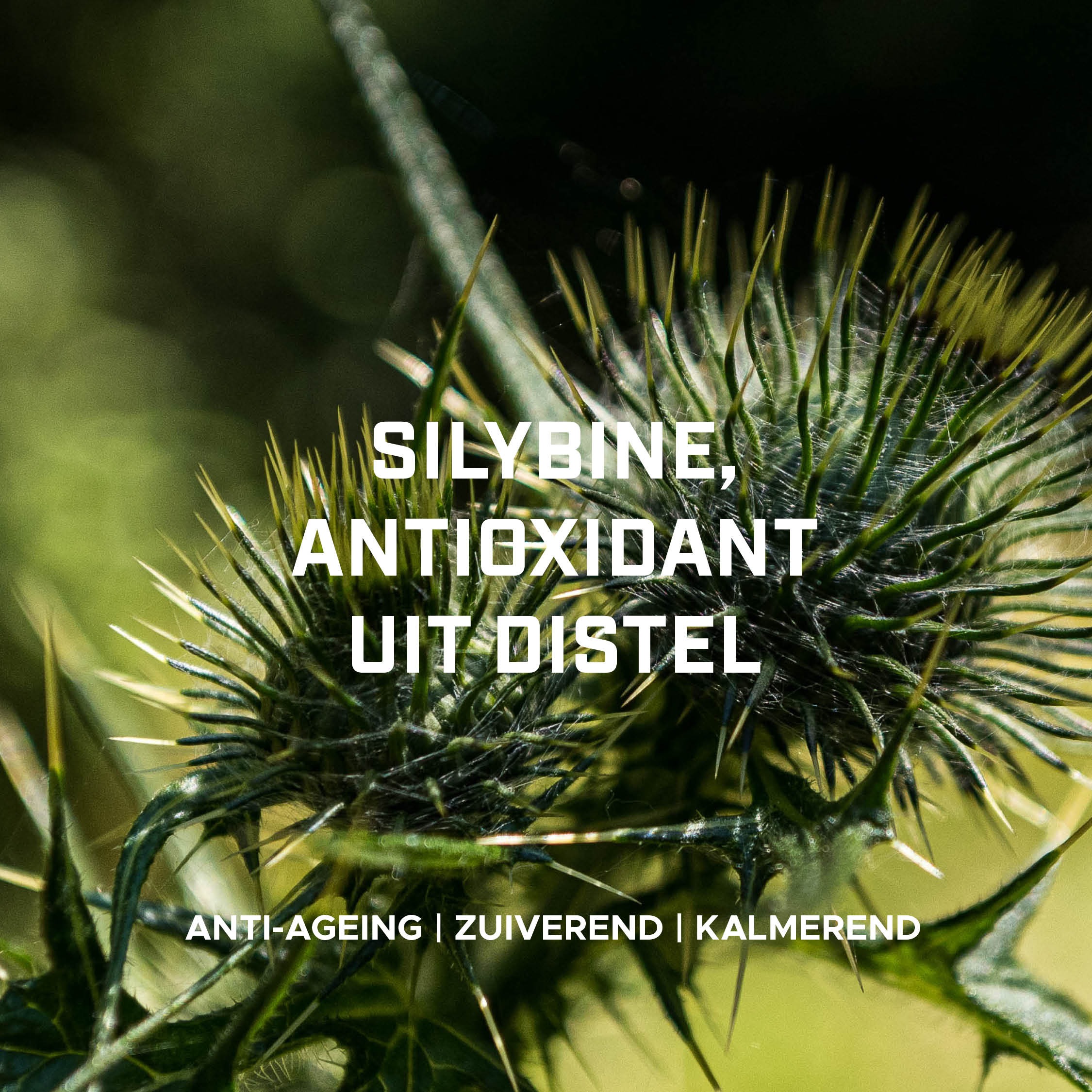 Close-up of a thistle with text about silybine antioxidant benefits.
