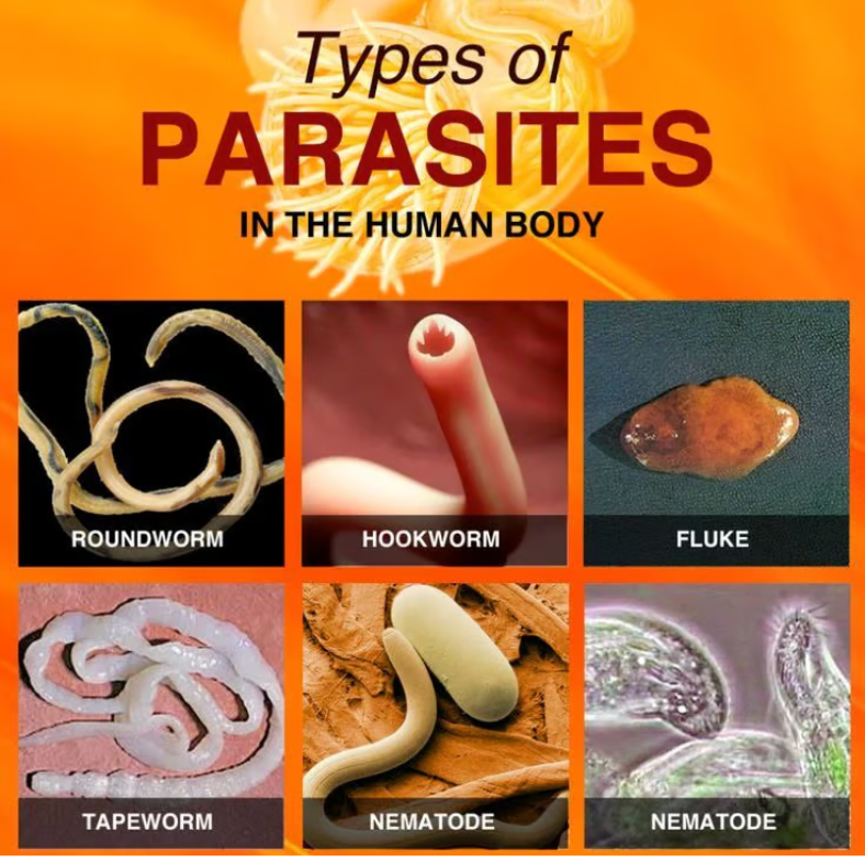 An infographic showing six types of human parasites, including roundworm, hookworm, fluke, tapeworm, and nematode.