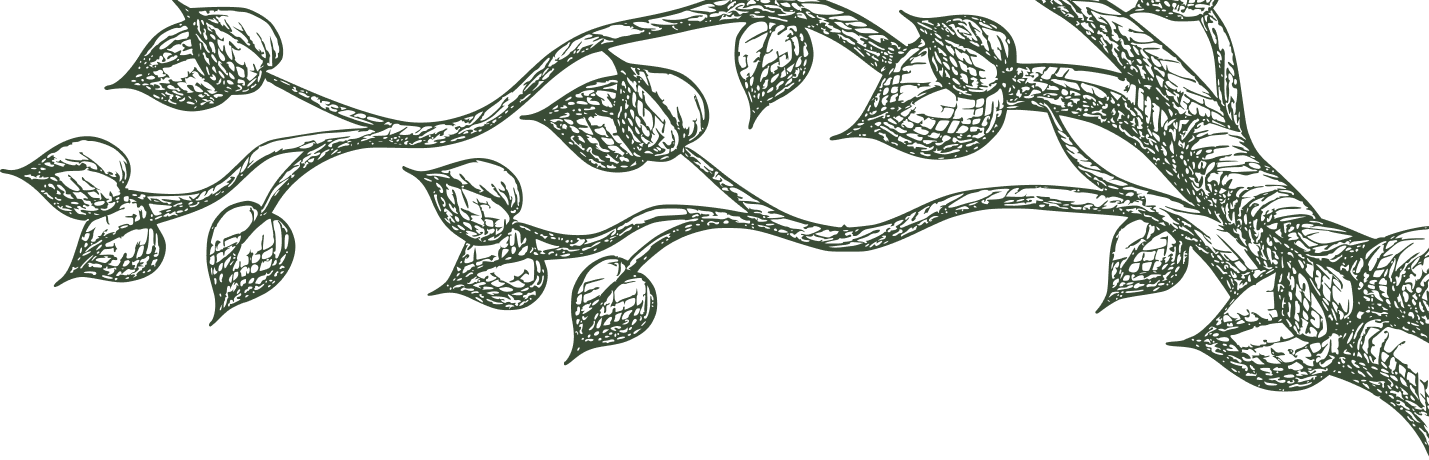 Illustrated branch with leaves on a dark background.