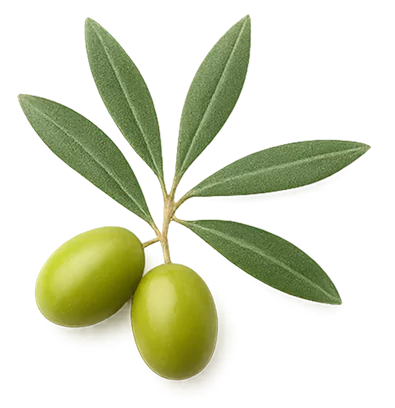 Two green olives with leaves on a white background.