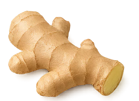 A piece of fresh ginger root on a white background.