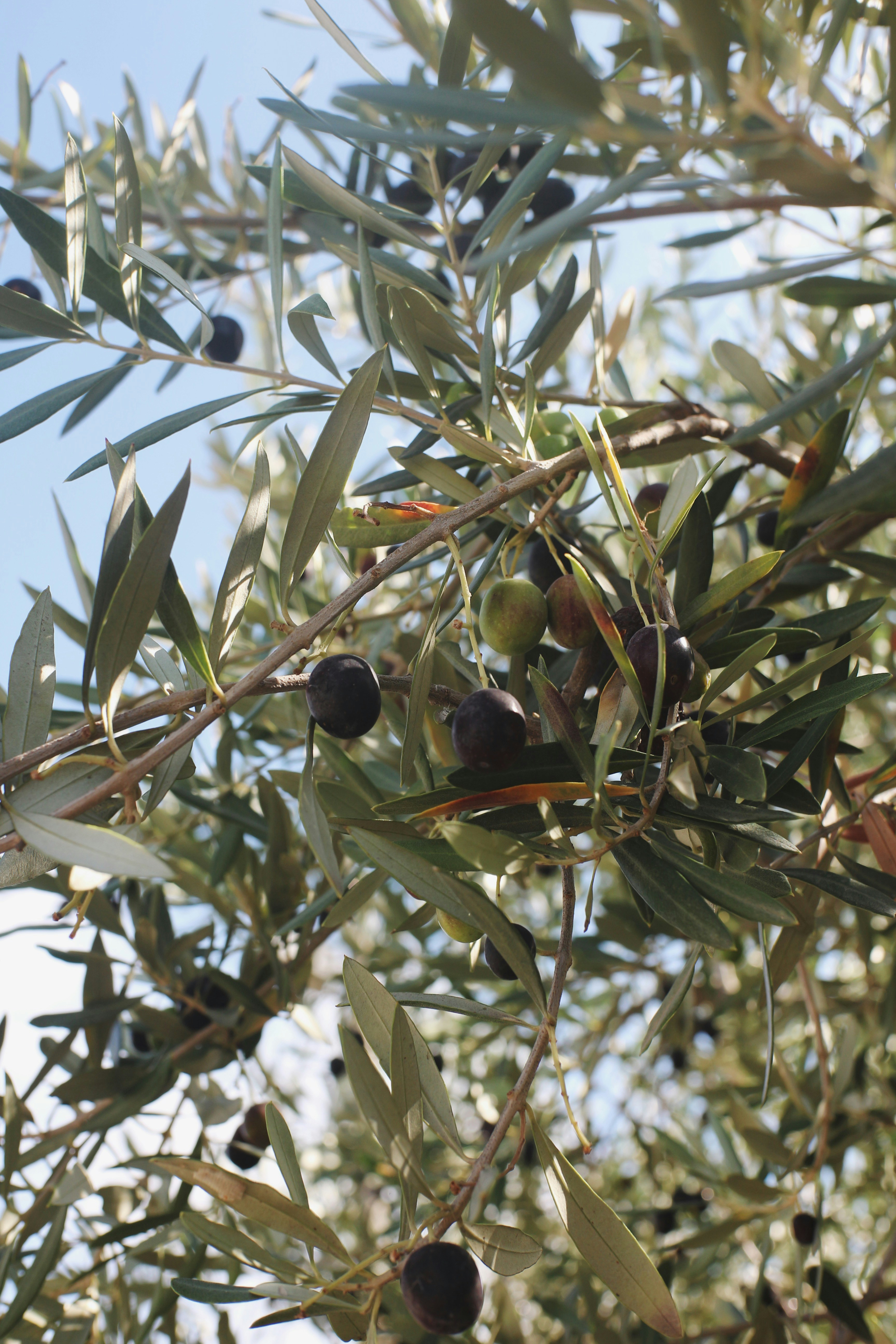A close-up of an olive tree with ripe black olives hanging from its branches against a blue sky.