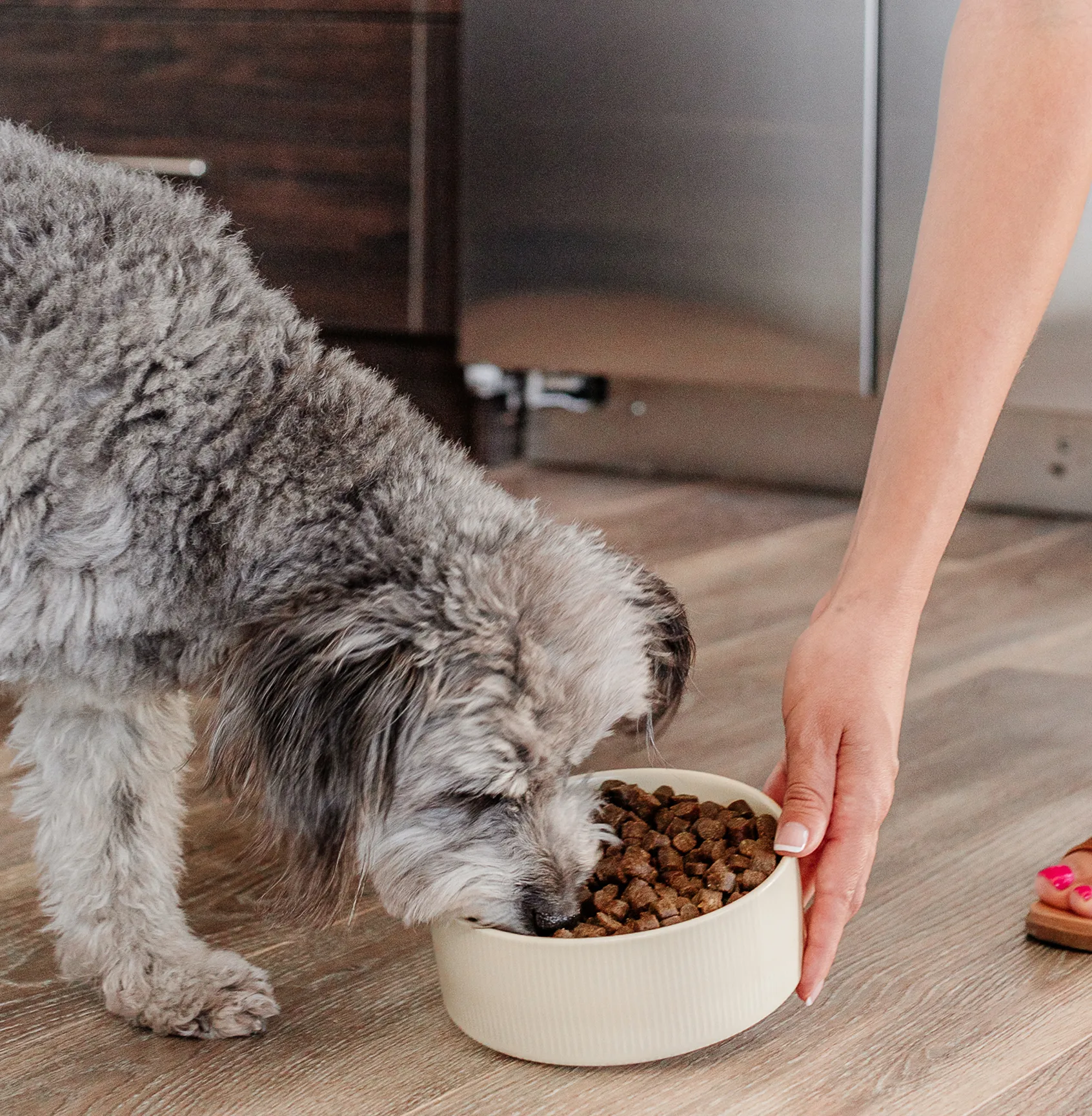 A shaggy grey dog eats kibble from a light-colored bowl held by a person's hand.