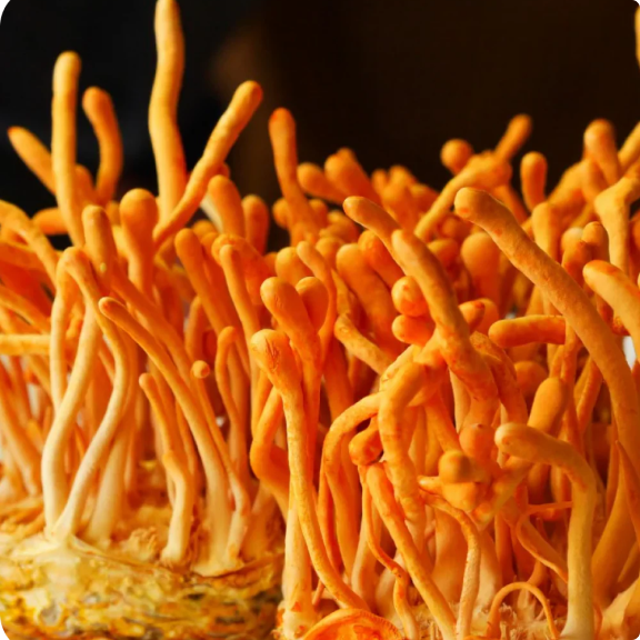 Close-up of vibrant orange fungal growths emerging from the substrate.