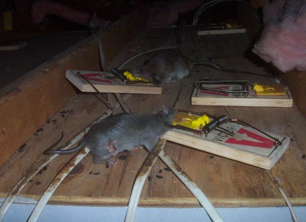 Multiple mouse traps with dead mice on a wooden surface.