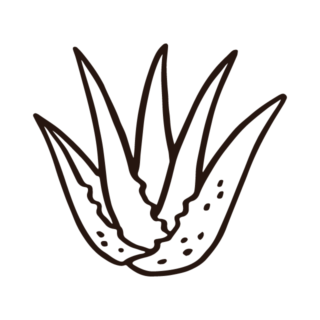 A simple black and white line drawing of an aloe vera plant.