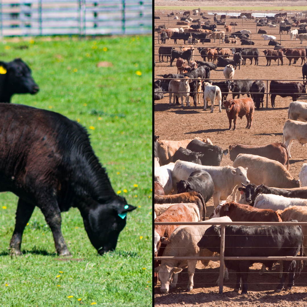 Split image of cows grazing on green grass and crowded in a dry feedlot.
