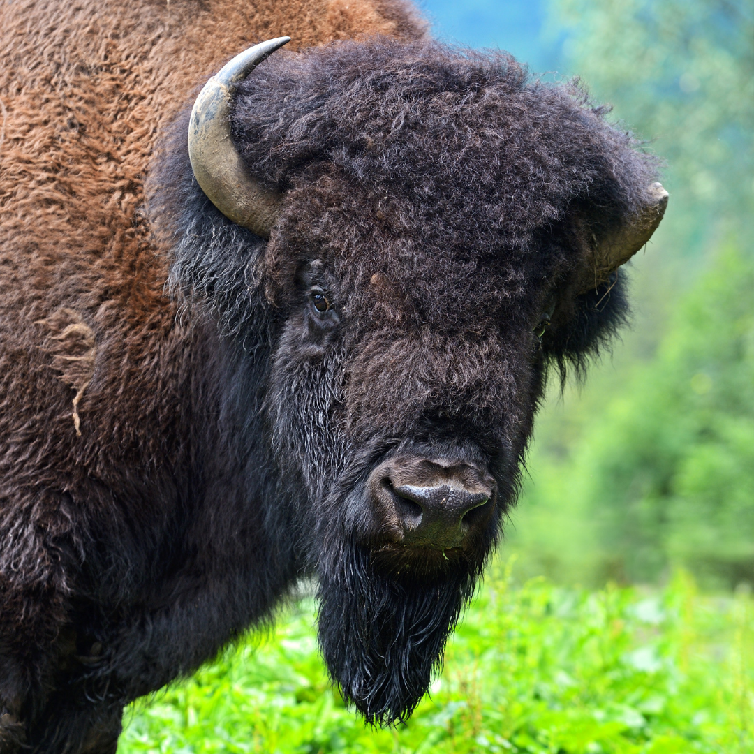 Close-up of a bison with thick fur and curved horns in a grassy area.