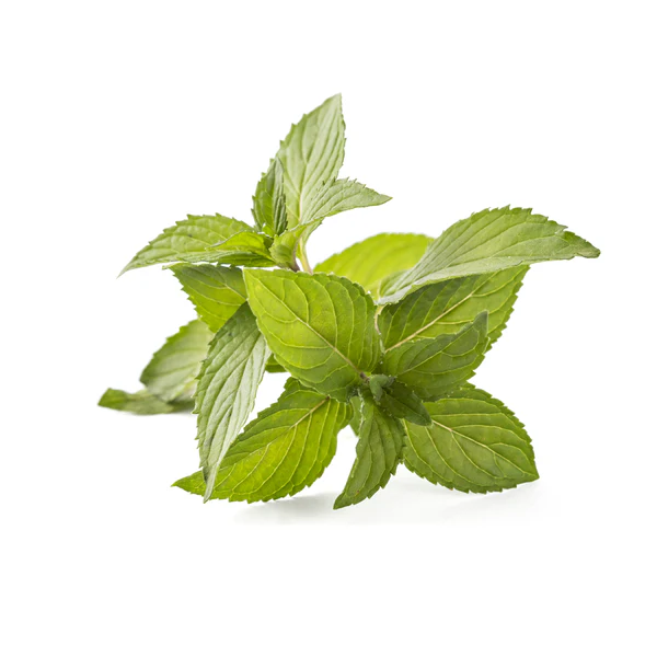 Fresh green mint leaves on a white background.