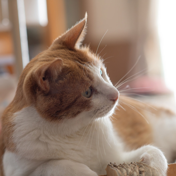 A close-up of a ginger and white cat with green eyes, looking to the right indoors.