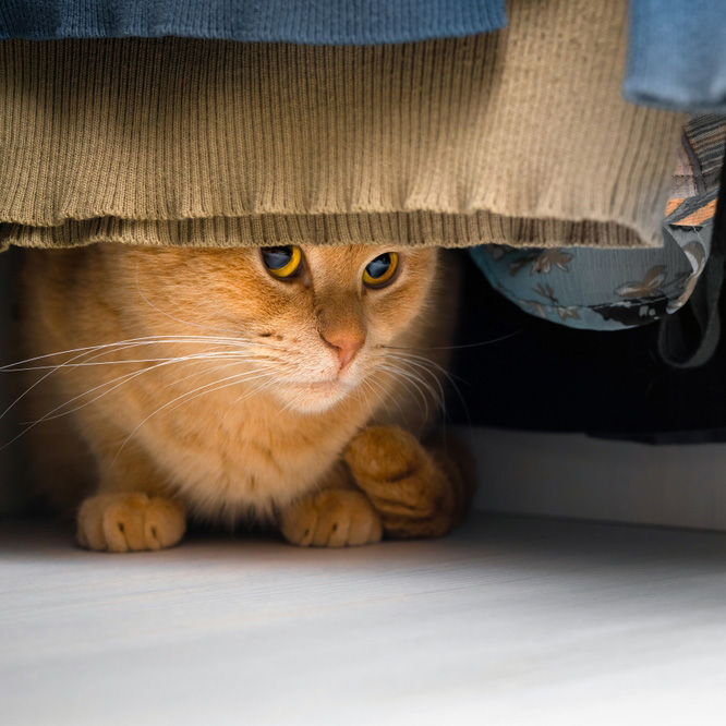 A ginger cat with yellow eyes peeks out from under a pile of clothes on a shelf.