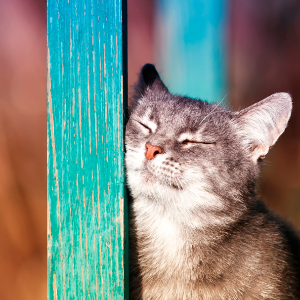 A gray cat with its eyes closed, resting its head against a turquoise painted wooden post.
