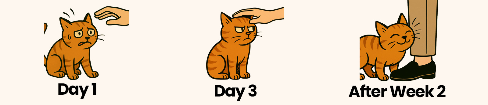 A three-panel cartoon showing a cat's progression from scared to tolerant, to happily rubbing against a person's leg.