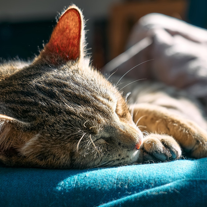 A close-up of a tabby cat sleeping in a sunbeam on a blue surface.