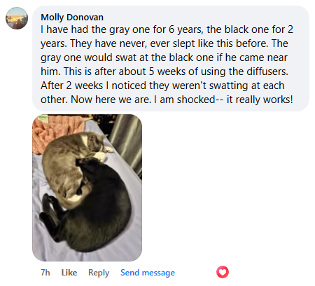 Two cats sleeping together on a bed; one gray, one black.