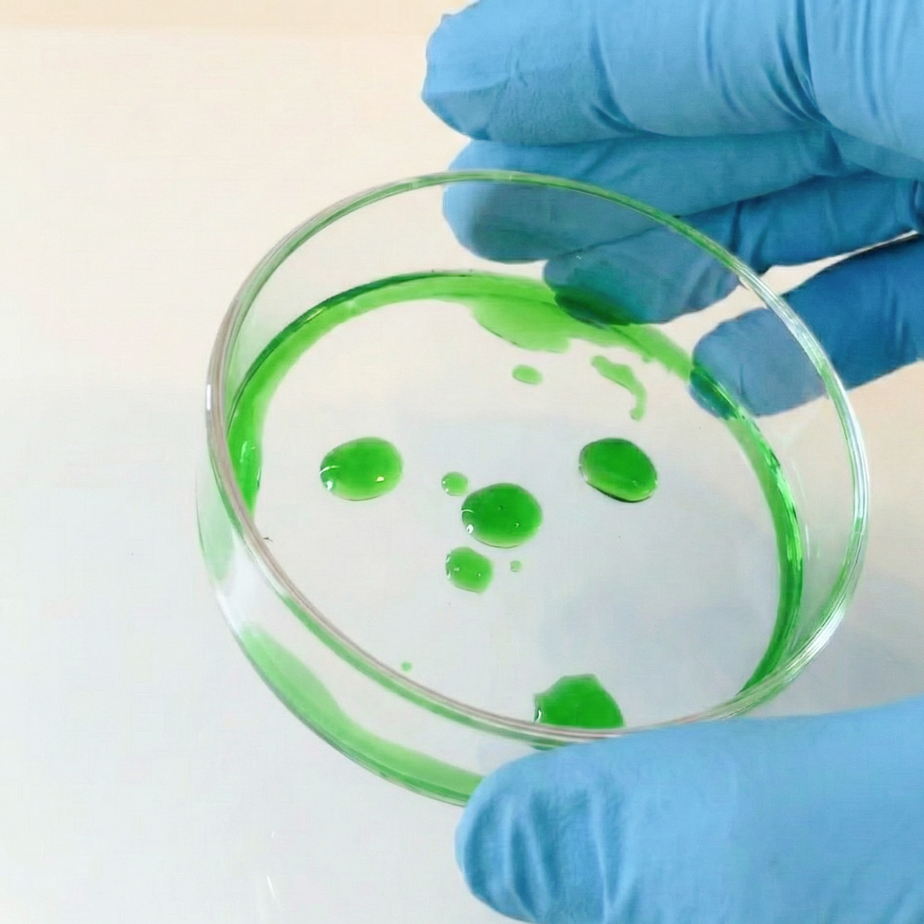 A person in blue gloves holds a glass petri dish containing several drops of green liquid.