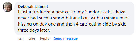A Facebook comment about introducing a new cat to indoor cats.